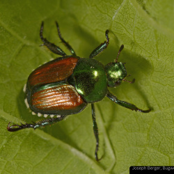 Japanese Beetle Webinar - June 2023 photo