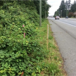 MOTI Invasive Plant Webinar - April 2023 photo