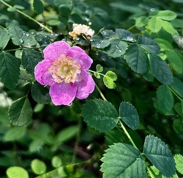 Bad Seed Planting Event - Burke Mountain Creek photo