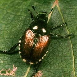 Japanese beetle detected in Vancouver! photo