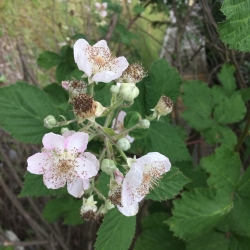 Invasive Species Walk - VanDusen Garden, Vancouver photo