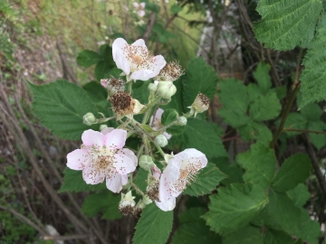 Invasive Species Walk - VanDusen Garden, Vancouver photo