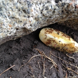 Invasive Insects and Other Garden Pests (online workshop) photo