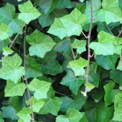 February Work Party - Jericho Beach, Vancouver photo