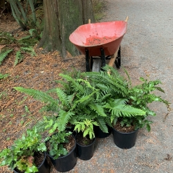 Glenbrook Ravine Planting - October 2022 photo